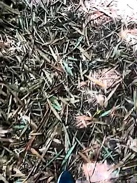 Sweet Blanco2023 from StripChat Blanco2023 from StripChat